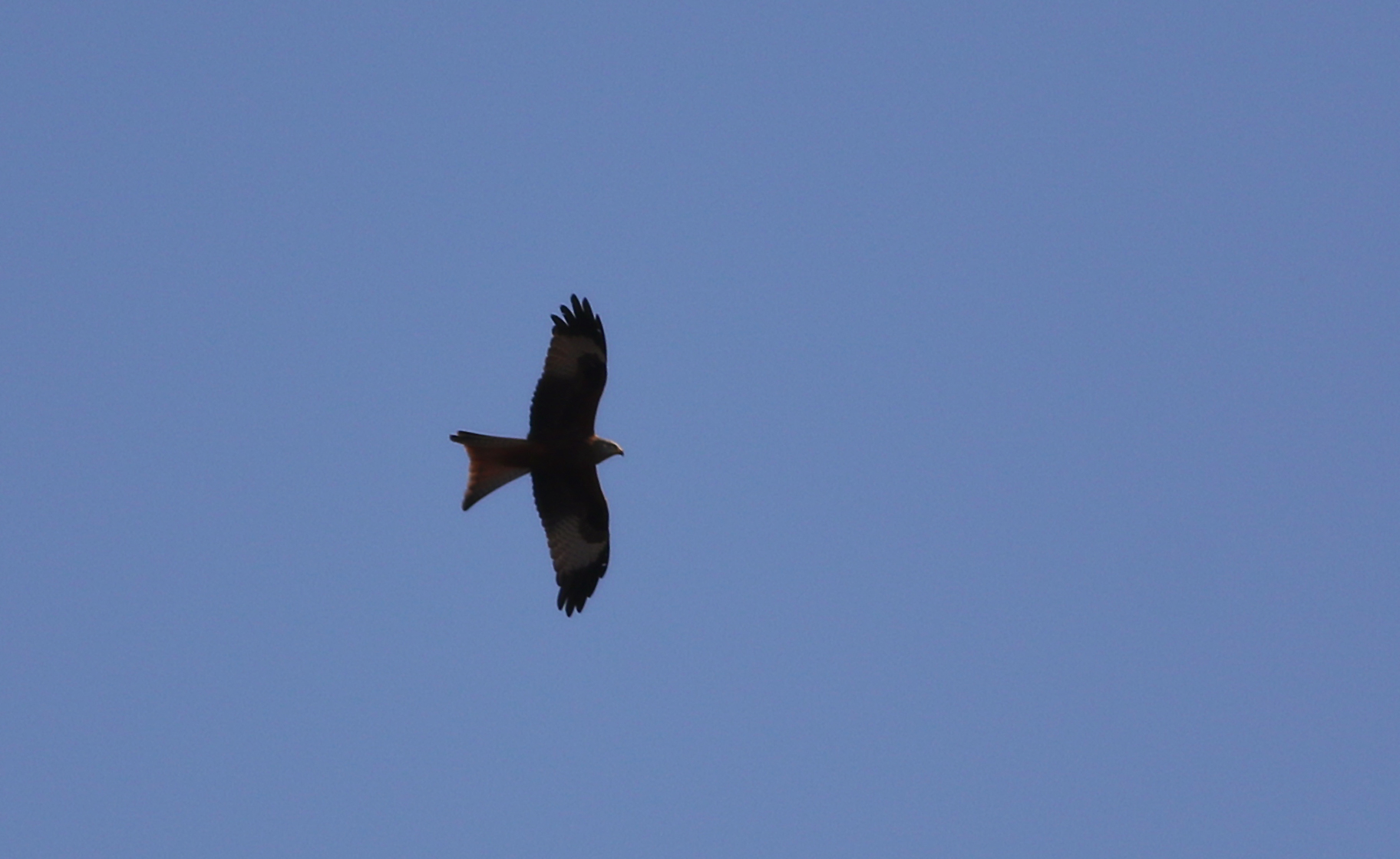 Red Kite